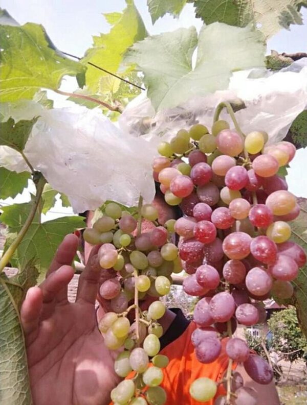 Bibit Anggur Berbunga Tanaman Impor Jupiter Okulasi Yogyakarta