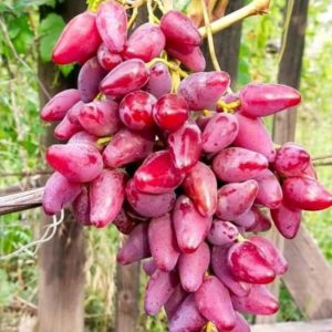 Bibit Anggur Berbunga Tanaman Manicurefinger Mf Import Merah Manis Berkualitas Cepat Berbuah Murah Banjar
