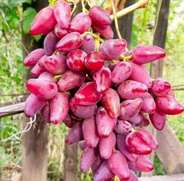 Bibit Anggur Berbunga Tanaman Manicurefinger Mf Import Merah Manis Berkualitas Cepat Berbuah Murah Banjar