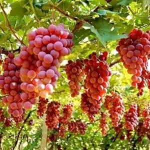 Bibit Anggur Berbunga Tanaman Ninel Super Grafting Import Merah Manis Murah Asli Wakatobi