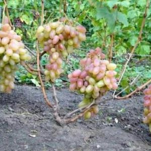 Bibit Anggur Berbunga Tanaman Transfiguration Okulasi Segar Berkualitas Buah Unggul Kepulauan Aru