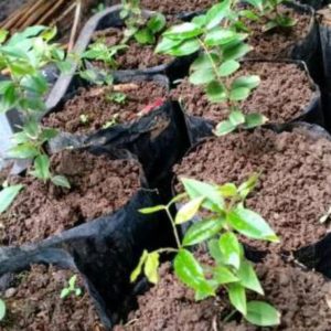 Bibit Anggur Berbunga Terlaris Buah Brasil Batang Jaboticaba Preco Pekanbaru