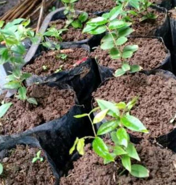 Bibit Anggur Berbunga Terlaris Buah Brasil Batang Jaboticaba Preco Pekanbaru