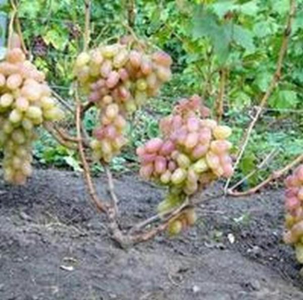 Bibit Anggur Berbunga Transfiguration Import Konawe Selatan