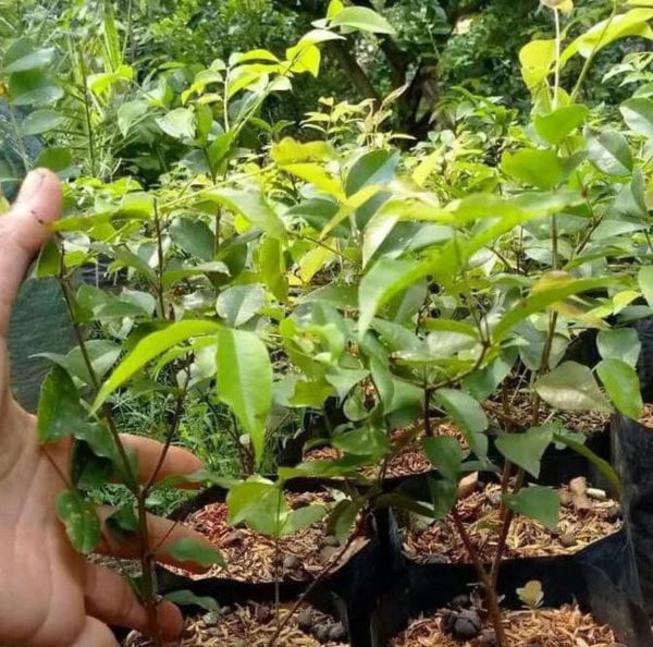 Bibit Anggur Brazil Preco Clen Tanaman Buah Pohon Genjah, Jaboticaba Creat V Kaur