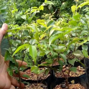 Bibit Anggur Brazil Preco T Me Tanaman Buah Pohon Genjah, Jaboticaba Terlaris Jayapura