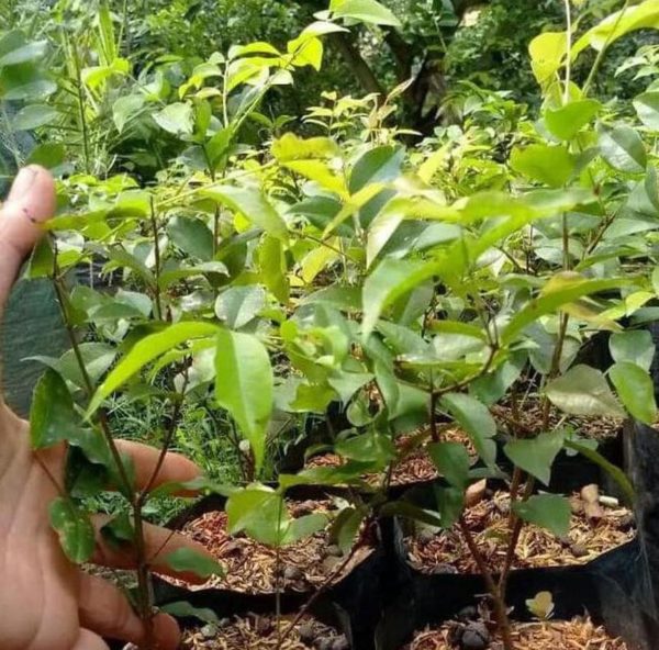 Bibit Anggur Brazil Preco T Me Tanaman Buah Pohon Genjah, Jaboticaba Terlaris Surabaya
