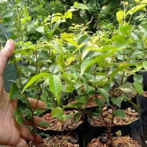 Bibit Anggur Brazil Preco Terbaru Tanaman Buah Pohon Genjah, Jaboticaba Gorontalo