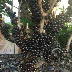 Bibit Anggur Brazil Tanaman Buah Konawe Kepulauan