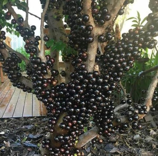 Bibit Anggur Brazil Tanaman Buah Konawe Kepulauan