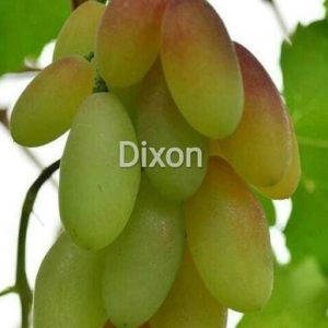 Bibit Anggur Dixon Manokwari Selatan