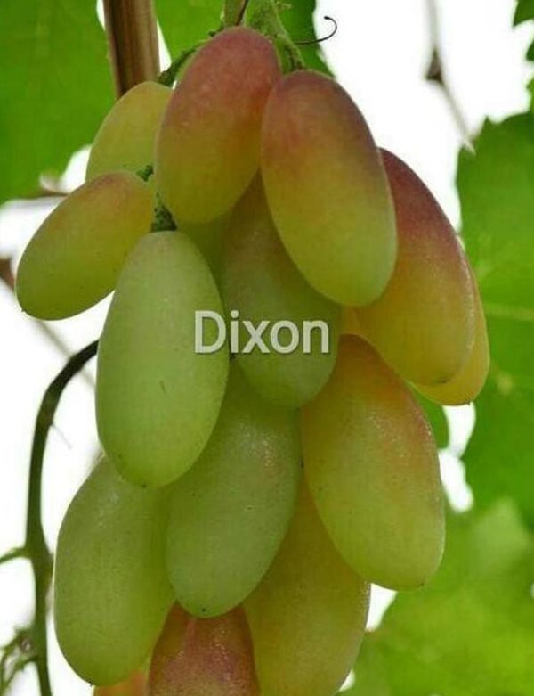 Bibit Anggur Dixon Manokwari Selatan