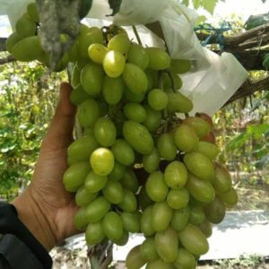 Bibit Anggur Dixon Tanaman Buah Hijau Import-Bibit Hasil Grafting-Bibit Import Jayapura