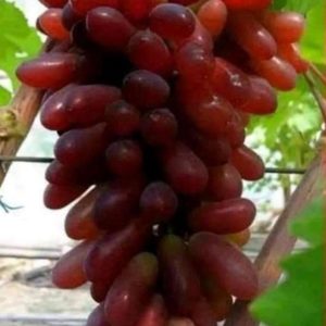 Bibit Anggur Grafting Import Carnival Crv Hasil Cepat Berbuah Muko