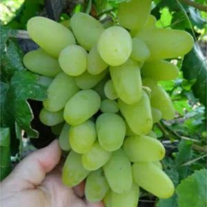 Bibit Anggur Grafting Import Harold Asli Hasil Cepat Berbuah Konawe