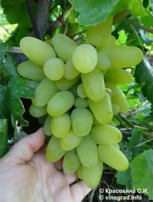 Bibit Anggur Grafting Import Harold Asli Hasil Cepat Berbuah Konawe