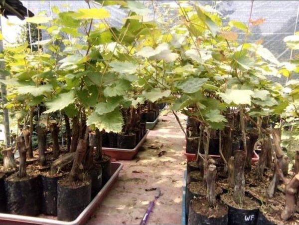 Bibit Anggur Grafting Import Jubile Siap Berbuah Maluku Tenggara Barat
