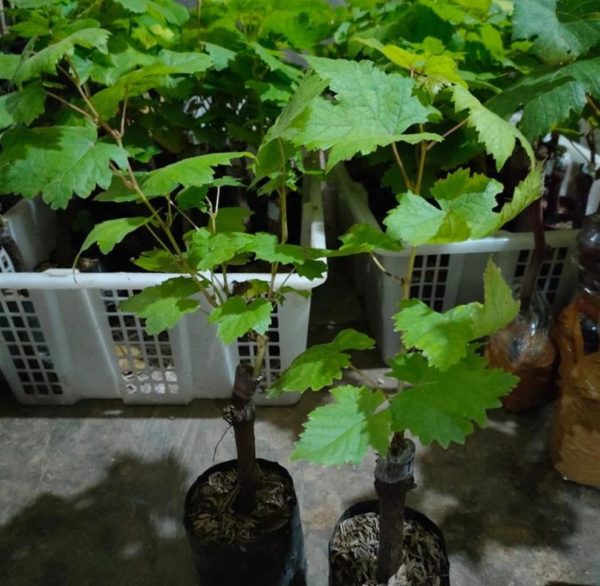 Bibit Anggur Grafting Import Kyoho Termurah Kolaka Timur