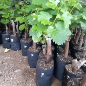 Bibit Anggur Grafting Import Manicur Finger Siap Berbuah Bintan