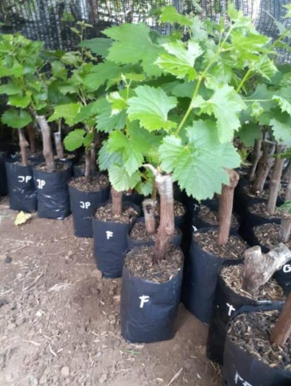 Bibit Anggur Grafting Import Manicur Finger Siap Berbuah Bintan