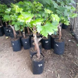 Bibit Anggur Grafting Import Manicur Finger Siap Berbuah Rokan Hulu