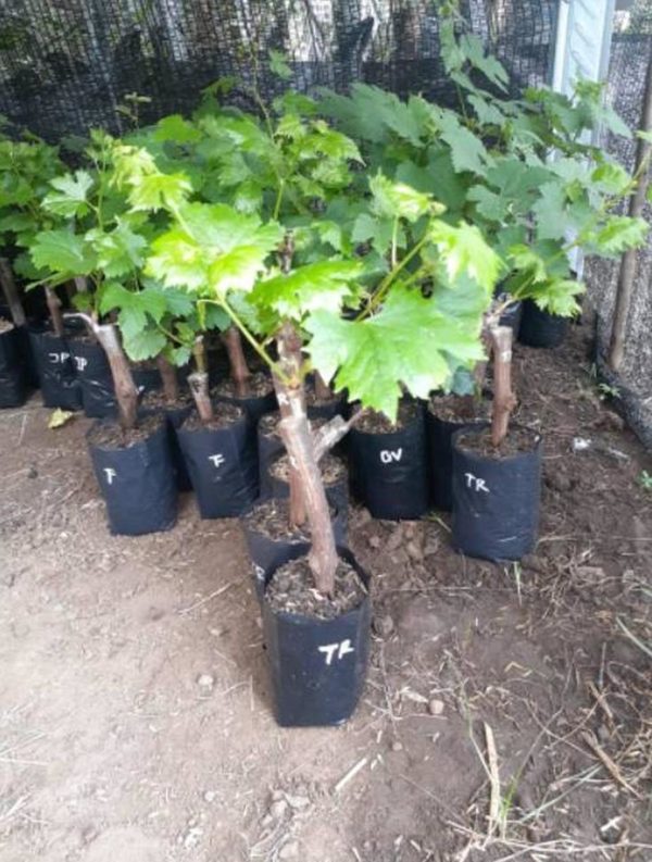 Bibit Anggur Grafting Import Manicur Finger Siap Berbuah Rokan Hulu