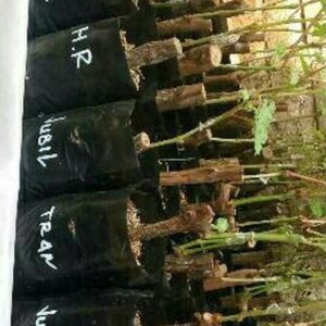 Bibit Anggur Grafting Import Souvenir Siap Berbuah Sorong Selatan