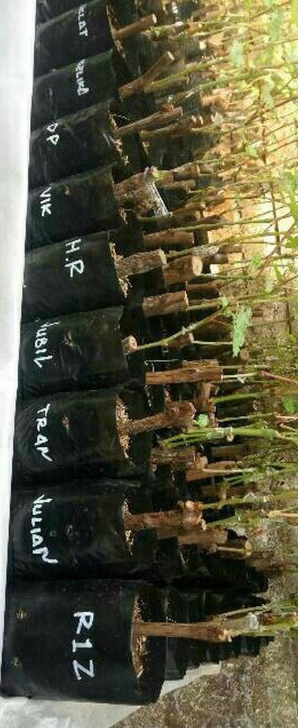 Bibit Anggur Grafting Import Souvenir Siap Berbuah Sorong Selatan