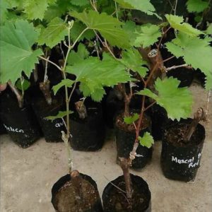 Bibit Anggur Grafting P Paling Murah Tanaman Buah Import Black Finger Siap Berbuah Banjarmasin