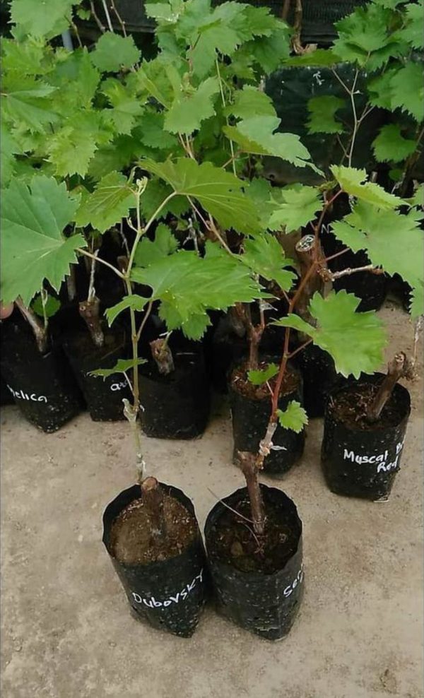 Bibit Anggur Grafting P Paling Murah Tanaman Buah Import Black Finger Siap Berbuah Banjarmasin