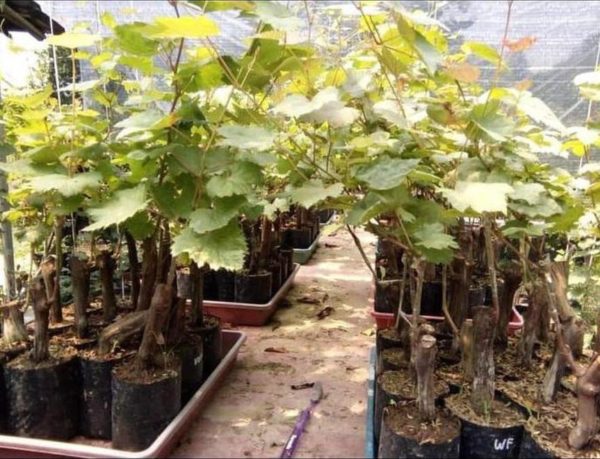 Bibit Anggur Grafting P Paling Murah Tanaman Buah Import Black Finger Siap Berbuah Sanggau