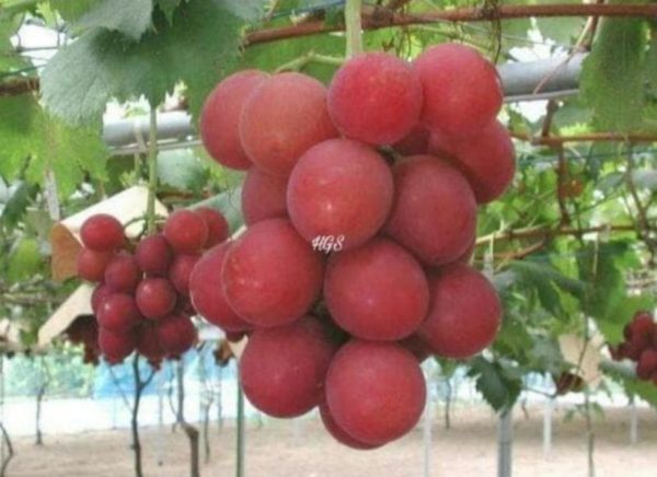 Bibit Anggur Grafting Ruby Roman Okulasi Hasil Cepat Berbuah Ambon