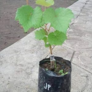 Bibit Anggur Grafting Tanaman Buah Impor Caballero Bangka Tengah