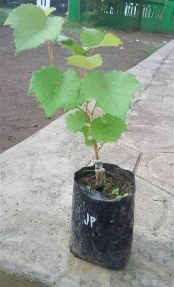 Bibit Anggur Grafting Tanaman Buah Impor Caballero Bangka Tengah
