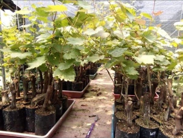 Bibit Anggur Grafting Tanaman Buah Import Tenzan Barito Utara