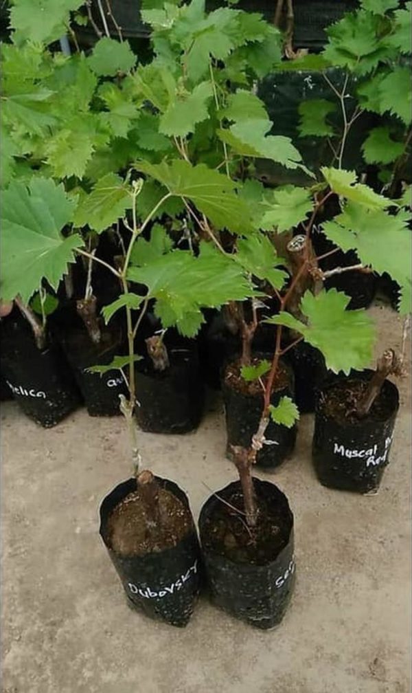 Bibit Anggur Grafting Tanaman Buah Import Tenzan Keerom