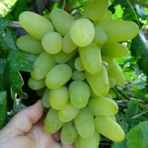 Bibit Anggur Harold Buah Tanaman Import Toli-Toli