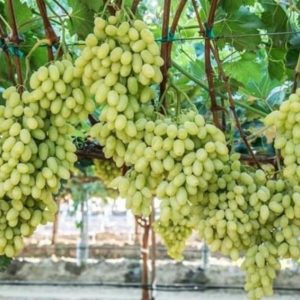 Bibit Anggur Harold Tanaman Buah Impor Jepara