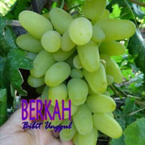 Bibit Anggur Harold Tanaman Buah Import Belitung Timur
