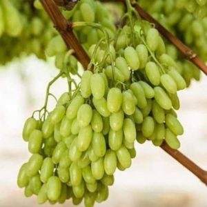 Bibit Anggur Harold Terlaris Tanaman Buah Import Grafting Cepat Berbuah Buton Selatan