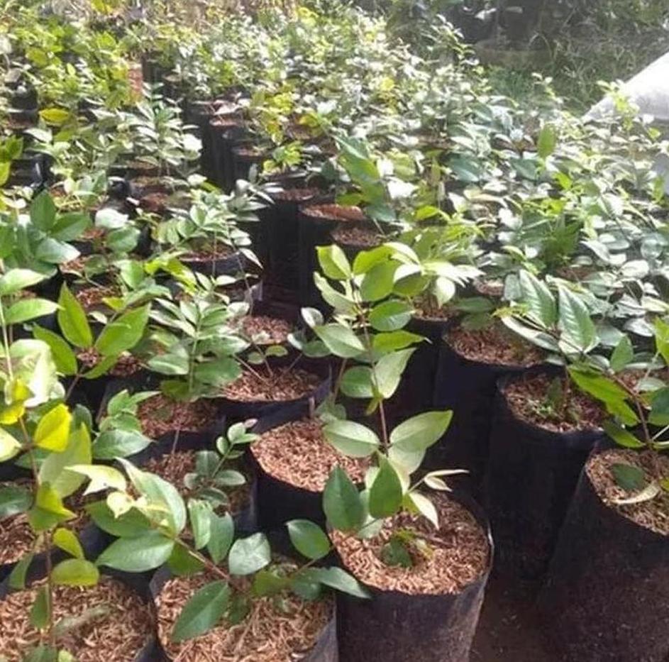 Gambar Produk Bibit Anggur Hitam Pohon Brazil Preco - Buah Presco Jaboticaba Bengkulu