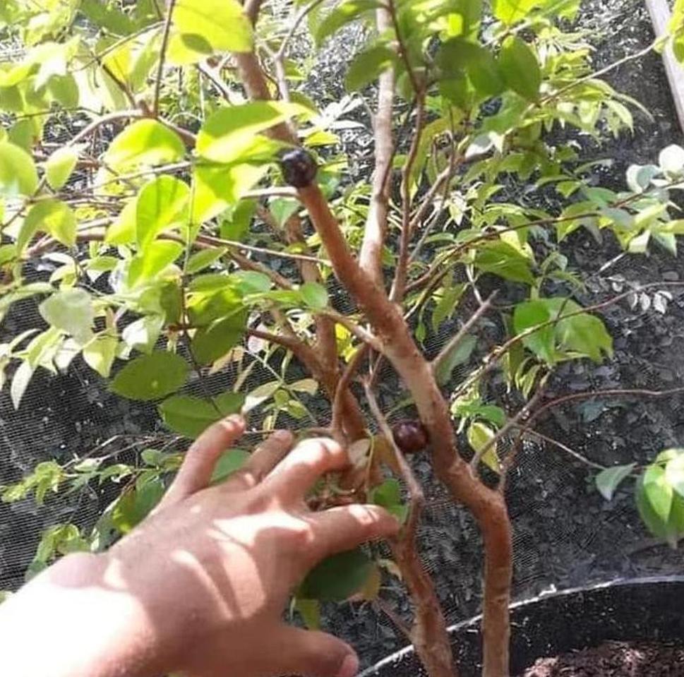 Gambar Produk Bibit Anggur Hitam Pohon Brazil Preco - Buah Presco Jaboticaba Sikka