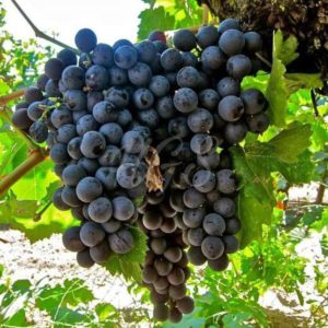 Bibit Anggur Hitam - Tanaman Buah Creat V Padang Panjang