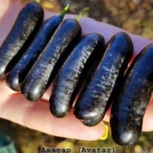 Bibit Anggur Impor Avatar Moondrop Belitung