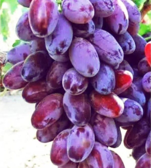 Bibit Anggur Impor Jupiter Seedless Asahan