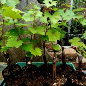 Bibit Anggur Import Akademik Pohon Tanaman Buah Buahan Di Dalam Tabulampot Kotawaringin Barat