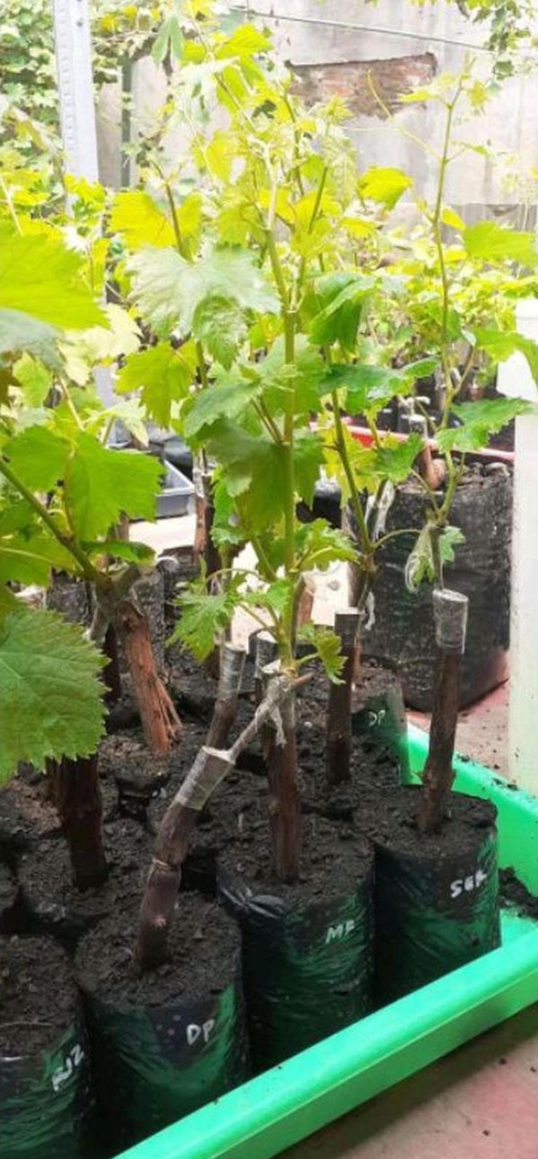 Bibit Anggur Import Akademik Pohon Tanaman Buah Buahan Di Dalam Tabulampot Sabang