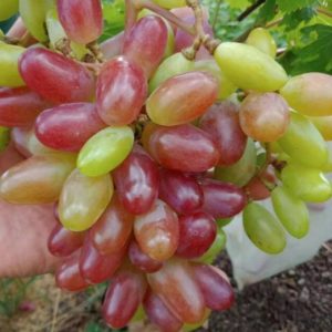 Bibit Anggur Import Baikonur New Pulau Morotai