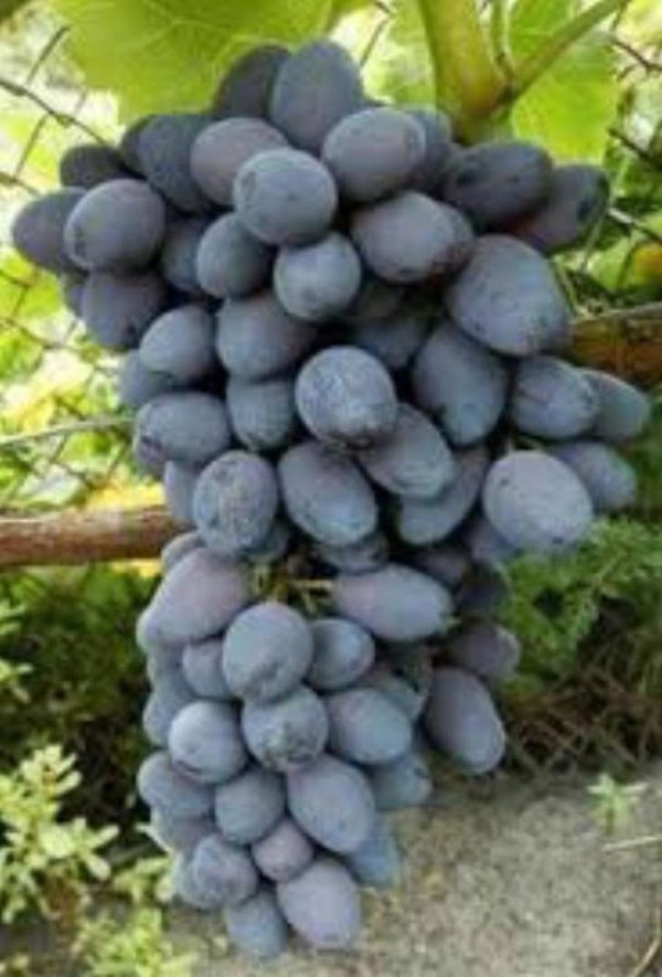 Bibit Anggur Import Buah Jupiter Seedles Muna Barat