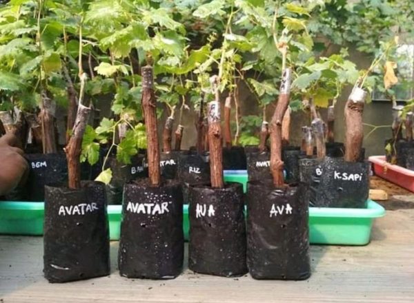 Bibit Anggur Import Grafting Pohon Avatar Asli Valid Maluku Tengah